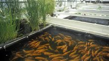 Aquaponics : an alternative and sustainable technology for farming