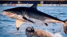 USA : Michael Phelps a perdu son duel contre un requin