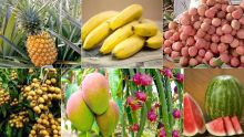 Mangue, letchi, longane, melon d’eau, banane, pitaya…Fruits locaux : une meilleure production attendue cet été