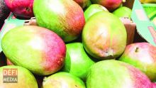 Importation de mangues indiennes avec certification phytosanitaire seulement 