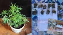 Trafic de cannabis : quatre arrestations par l'Adsu de Rose Hill
