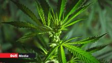 La Flora et Grand Bel-Air : 250 plants de cannabis déracinés par l’ADSU