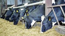 Agriculture : les raisons de baisse de la production du lait frais