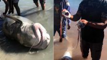 Requins à Grand-Gaube : les pêcheurs montrés du doigt