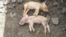 51 porcs abattus à Saint-Martin