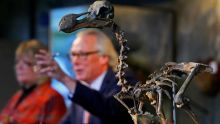 Aux enchères : un squelette de dodo vendu à plus de Rs 15 millions