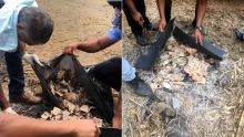 Dans un champ de canne à Daruty : des liasses de billets brûlées