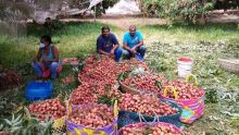 Fruits d’été - Letchis : jusqu’à Rs 250 le demi-kilo 