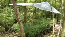 Vaste opération de la brigade antidrogue : du cannabis valant Rs 8 millions cultivé dans une arrière-cour