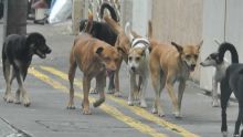 Mauritius Society for Animal Welfare : le ramassage des chiens se fait seulement en cas d’urgence