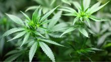 Culture de cannabis : amende de Rs 50 000 pour avoir offert trois plants de gandia à trois policiers