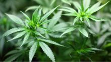 À Dubreuil : des plants de cannabis valant Rs 513 000 déracinés