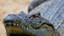 Loisirs - La Vanille Nature Park : forfait intéressant pour les clients du Défideal