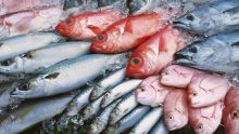 Consommation : la vente de poisson en hausse