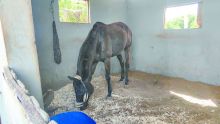 Under Cover Agent, Star of Kazan, Fools Gold…  la seconde vie des champions oubliés