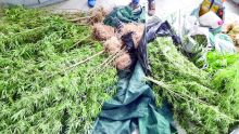 Résidence La Cure : des plants de cannabis valant Rs 800 000 déracinés à Ti-Rodrig