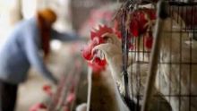 Grippe aviaire en Inde et en France : les producteurs et les importateurs mauriciens rassurent les consommateurs