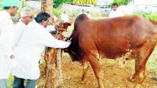 Fièvre aphteuse : un éleveur de bétail attend toujours sa compensation