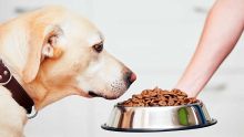 Acheter ‘malin’ - Croquettes pour chiens : les prix restent stables