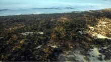 Les fortes houles n'épargnent pas la plage de Pointe-aux-Canonniers