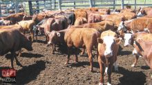 Consommation - Viande bovine : jusqu’à Rs 300 le demi-kilo