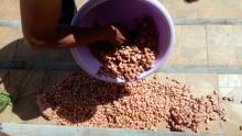 Diversification agricole : Maurice se lance dans la production de cacao