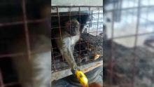 Goodlands : le singe, Mouna tué par balle 