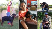 Rottweilers : ces chiens suscitant admiration et crainte