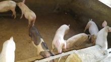 44 cochons volés à Grand-Gaube : l’enquête policière piétine