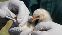 Épizootie - Grippe aviaire à La Réunion : les producteurs mauriciens rassurent