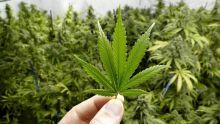 À Quatre-Cocos : elle découvre plusieurs plantes de cannabis dans son jardin