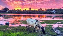 Cap-Malheureux : là où les vaches regardent passer les nuages