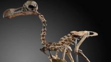Un squelette de dodo bientôt mis en vente