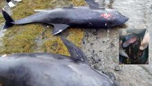 Dans les lagons du Sud-Est - Sudheer Maudhoo : «Wakashio pas à l’origine de la mort des dauphins»