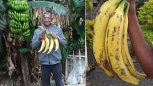 Bananes géantes