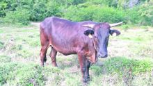 Creole cattle endangered