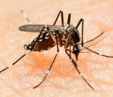 Maladie: le Zika se rapproche de Maurice