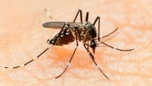 Virus Zika: un protocole mis sur pied