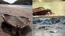 Braconnage d’espèces protégées à Mayotte : 28 cadavres de tortues découverts pendant le confinement