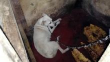 Maltraitance envers les animaux : 20 chiens retrouvés dans une cabane