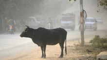 Inde : Modi condamne les lynchages liés à la vache sacrée