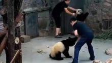 Chine : des petits pandas maltraités, le web s'enflamme