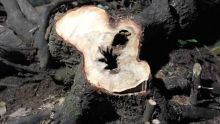 Île d’Ambre : un homme de 26 ans arrêté pour abattage illégal de bois de santal
