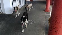 À Chitrakoot, Vallée-des-Prêtres : des enfants terrifiés par des chiens vagabonds