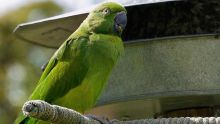 Une cateau verte volée : estimé à Rs 50 000, l’oiseau a été vendu à un mineur pour Rs 200