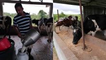 Cri de désespoir des éleveurs de vache