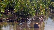 À Trou-d’Eau-Douce : il signale une coupe «illégale» de mangliers 