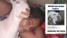 Elle offre Rs 10 000 à la personne qui lui ramènera sa chèvre