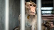 Exportation de singes mauriciens : un business controversé qui pèse Rs 4 Md