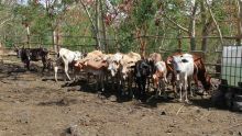 Importation du bétail : les bêtes contaminées seront abattues sans compensation